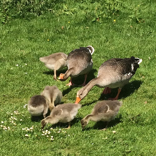 goslings