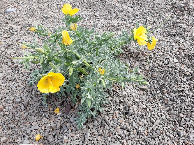 NantG_yellowflower