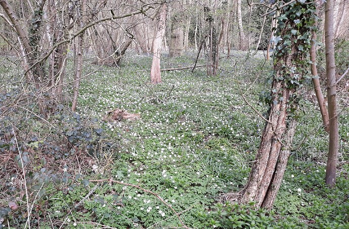 Wood%20anemones%20-%20Radley%20Wood