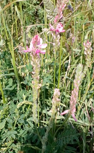 IMG_20200609%20sainfoin%20cropped