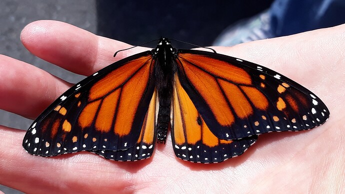 Monarch(small)