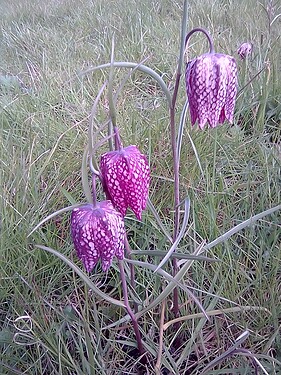britheg%20fritillary