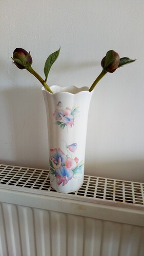 PeoniesMay20