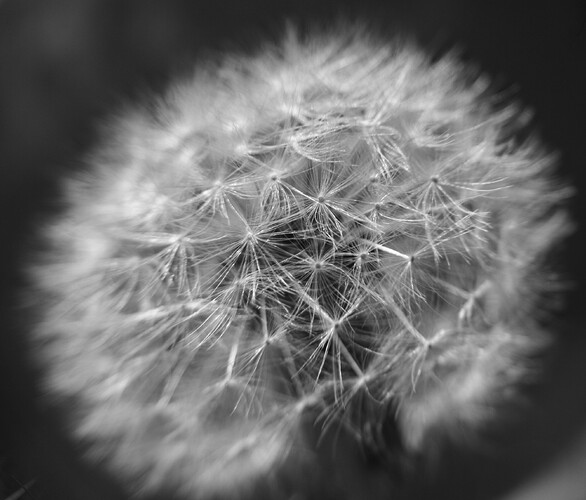 IMG_4532