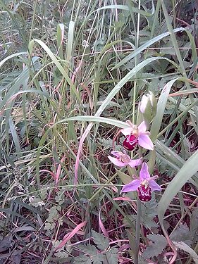 Bee%20orchid%201