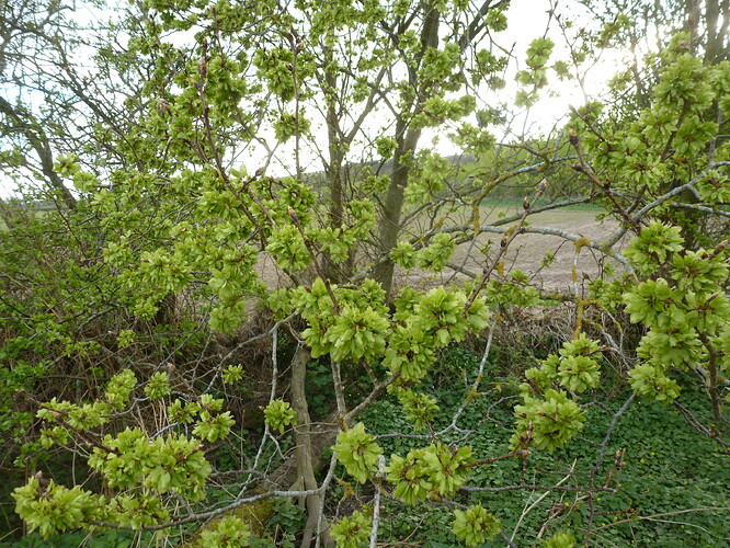 P1010806