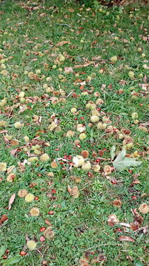 IMG_20201010_105913_1CS