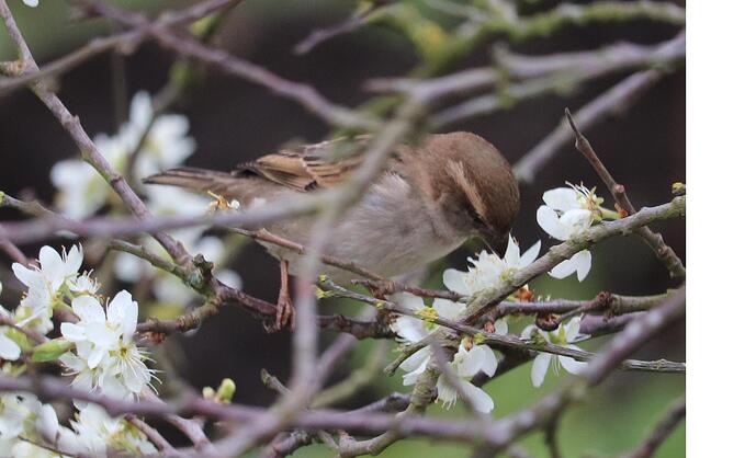 Hedge%20sparrow