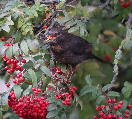 Thrush%207