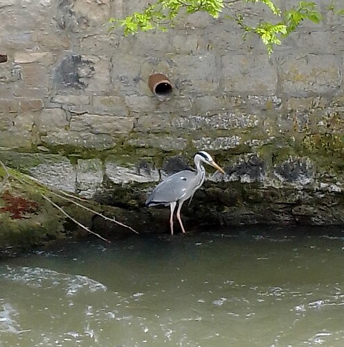 Heron 23 05 11