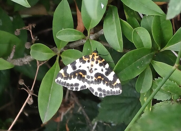Magpie Moth