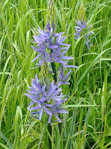 Camassia leichtlinii  Caerulea IMG_20240429_134556