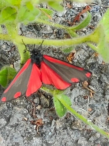 Cinnabar Moth