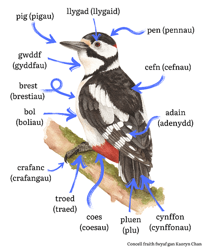 0 Parts of a bird fsm