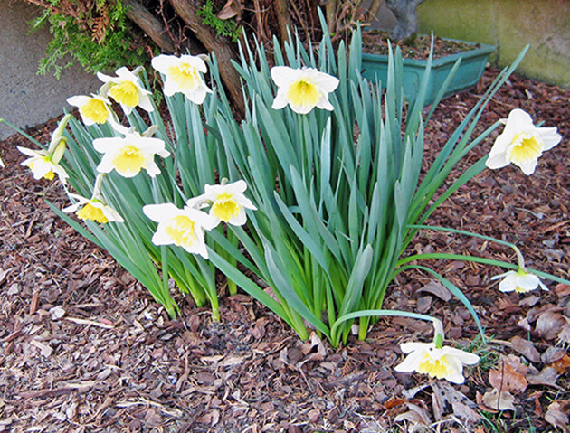 Daffodils 002-edited-sm