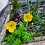 hannahbee81_hb